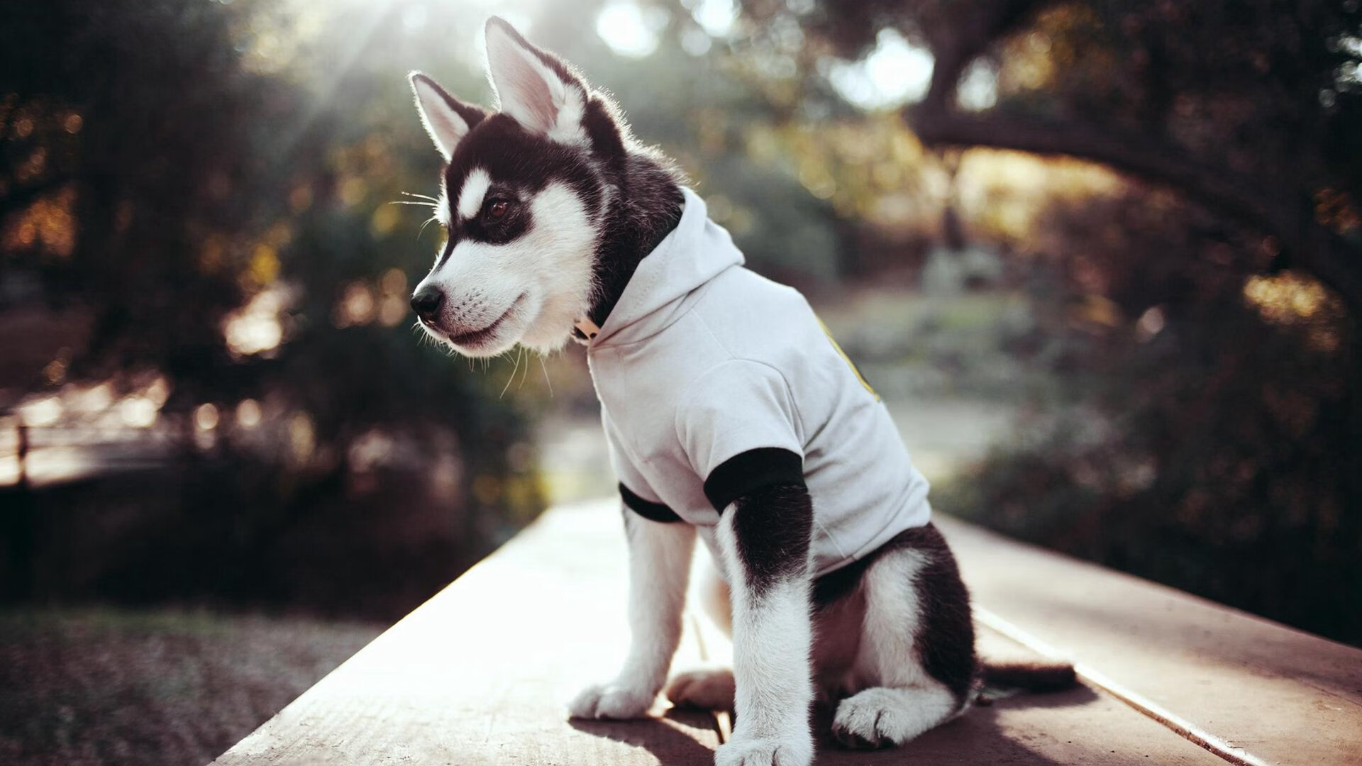 维尼修斯关键先生显神威,土耳其全面压制乌拉圭奏凯