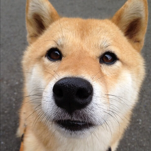 德比夜,德里赫特的单音节艺术