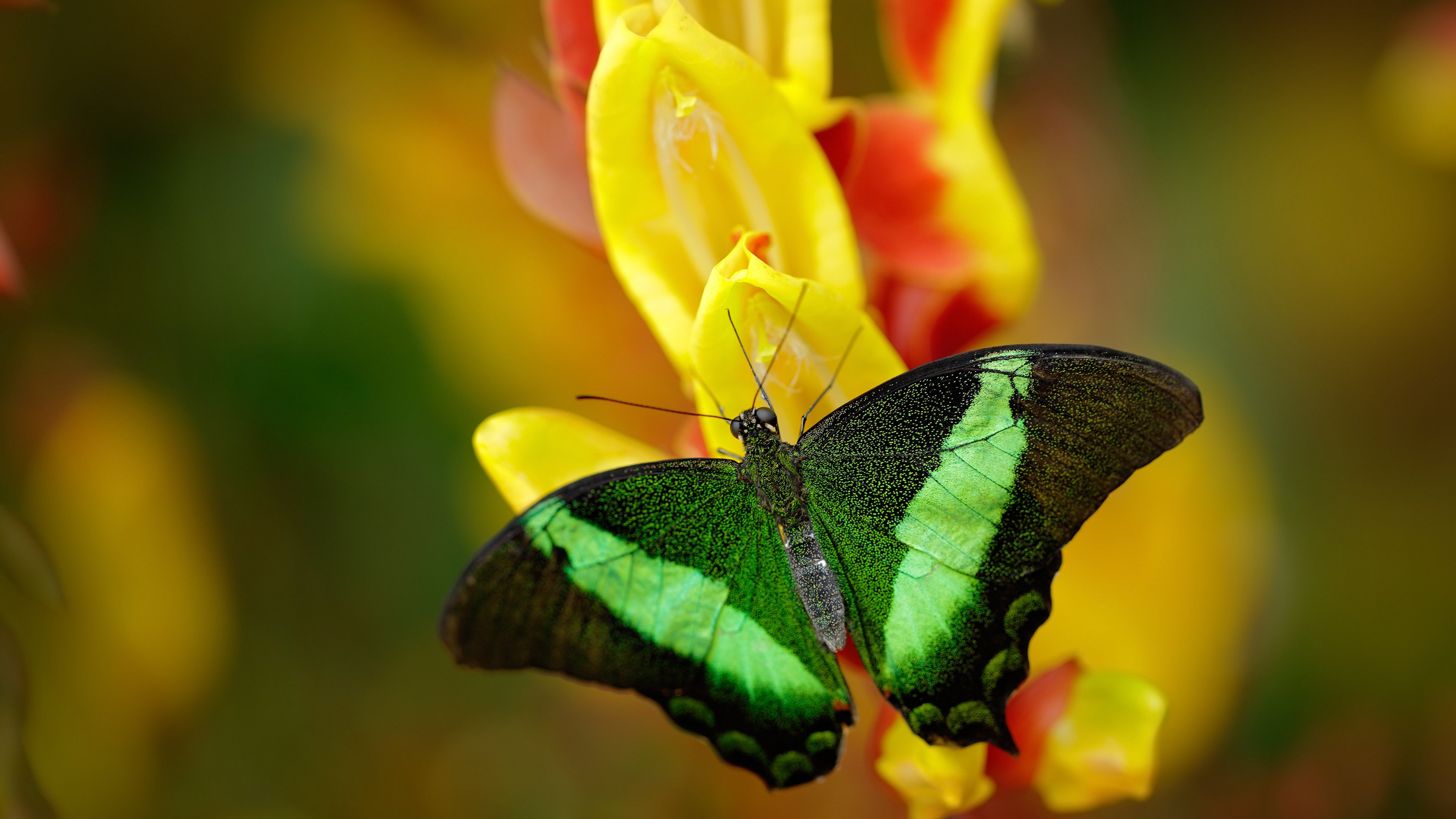 赛道与球场，利拉德在F1新赛季揭幕战中的王者接管