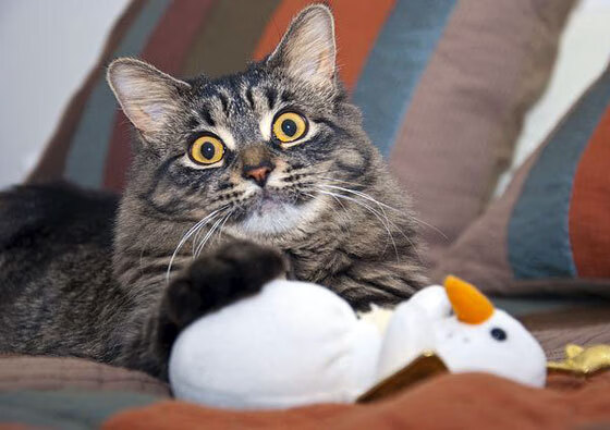 爵士节奏掌控广厦防线，乔治连击得分拉开胜利鸿沟