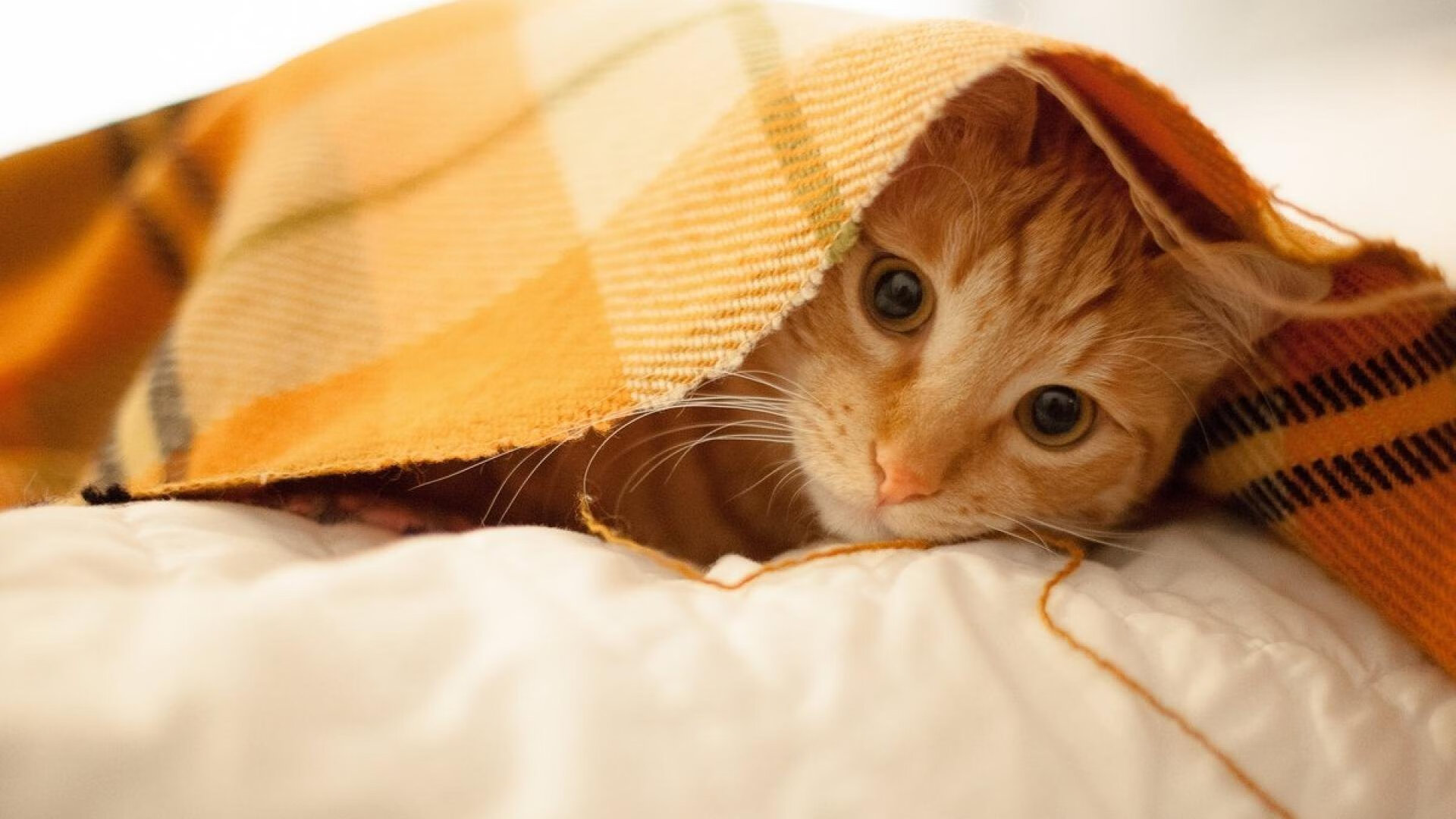 一夫当关！门迪超神数据解读，他如何用统治级表现导演这场王者之战？