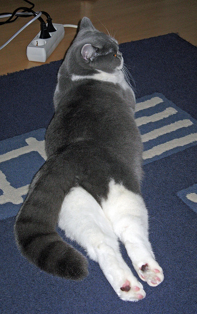 当CBA冠军遇上NBA新贵，哈利伯顿如何用13次助攻让广厦队见识到真正的篮球降维打击