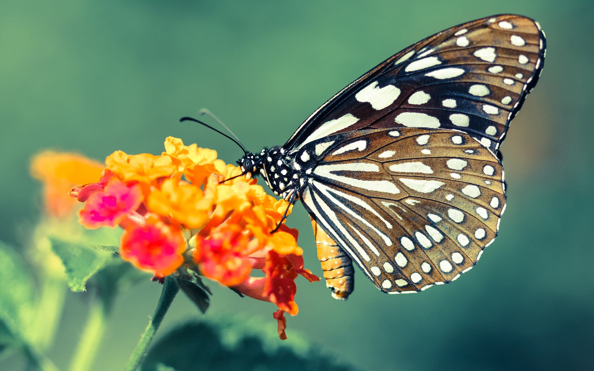 欧冠之夜，暗处的美学，托尼的锁