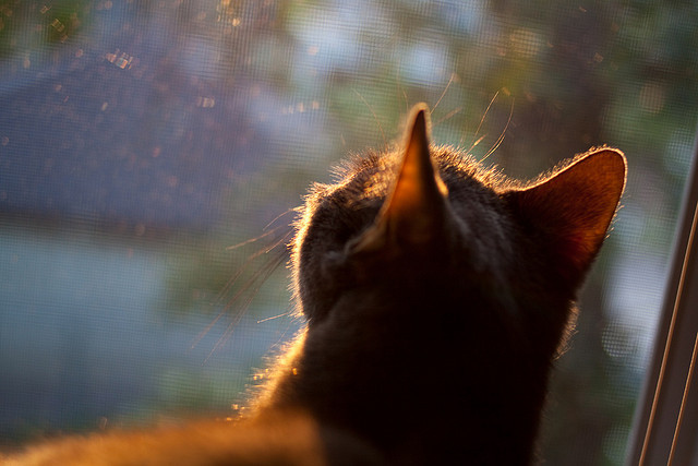 时空交错的对决，当皇马传奇遭遇葡萄牙黄金一代，赖斯打出统治级数据