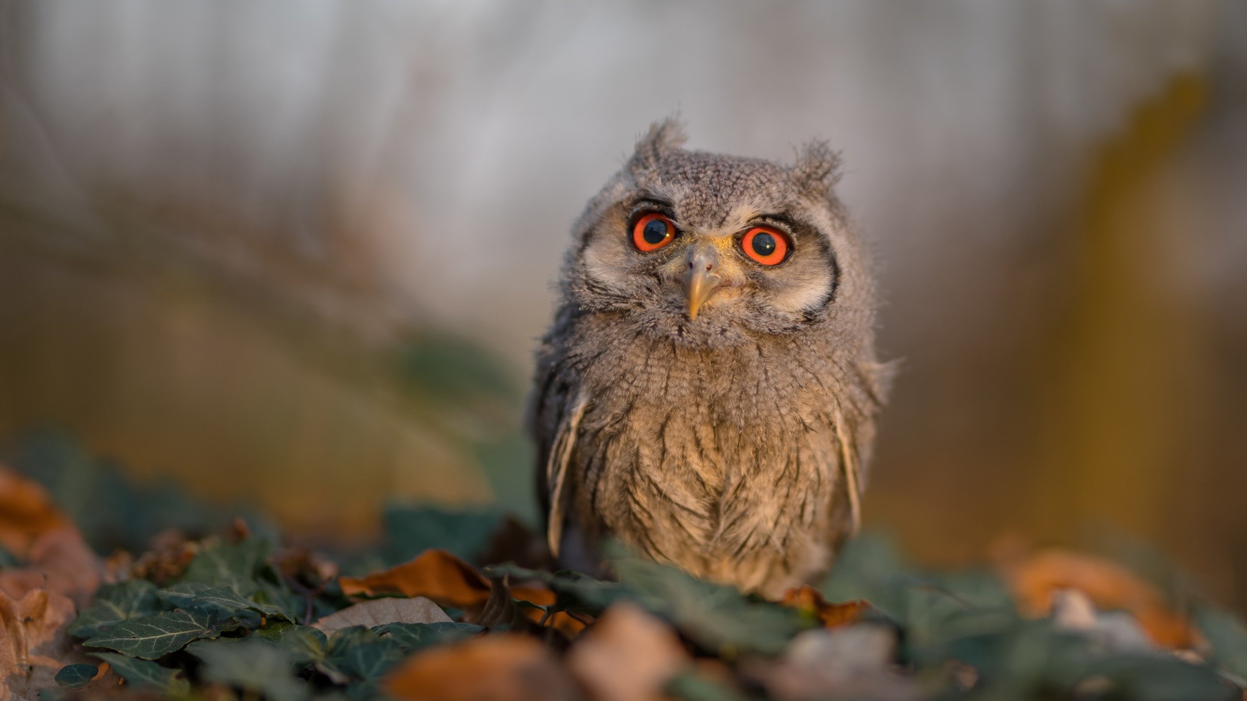 绝境看克莱！辽宁末节风暴逆转深圳，隐秘杀器成关键先生