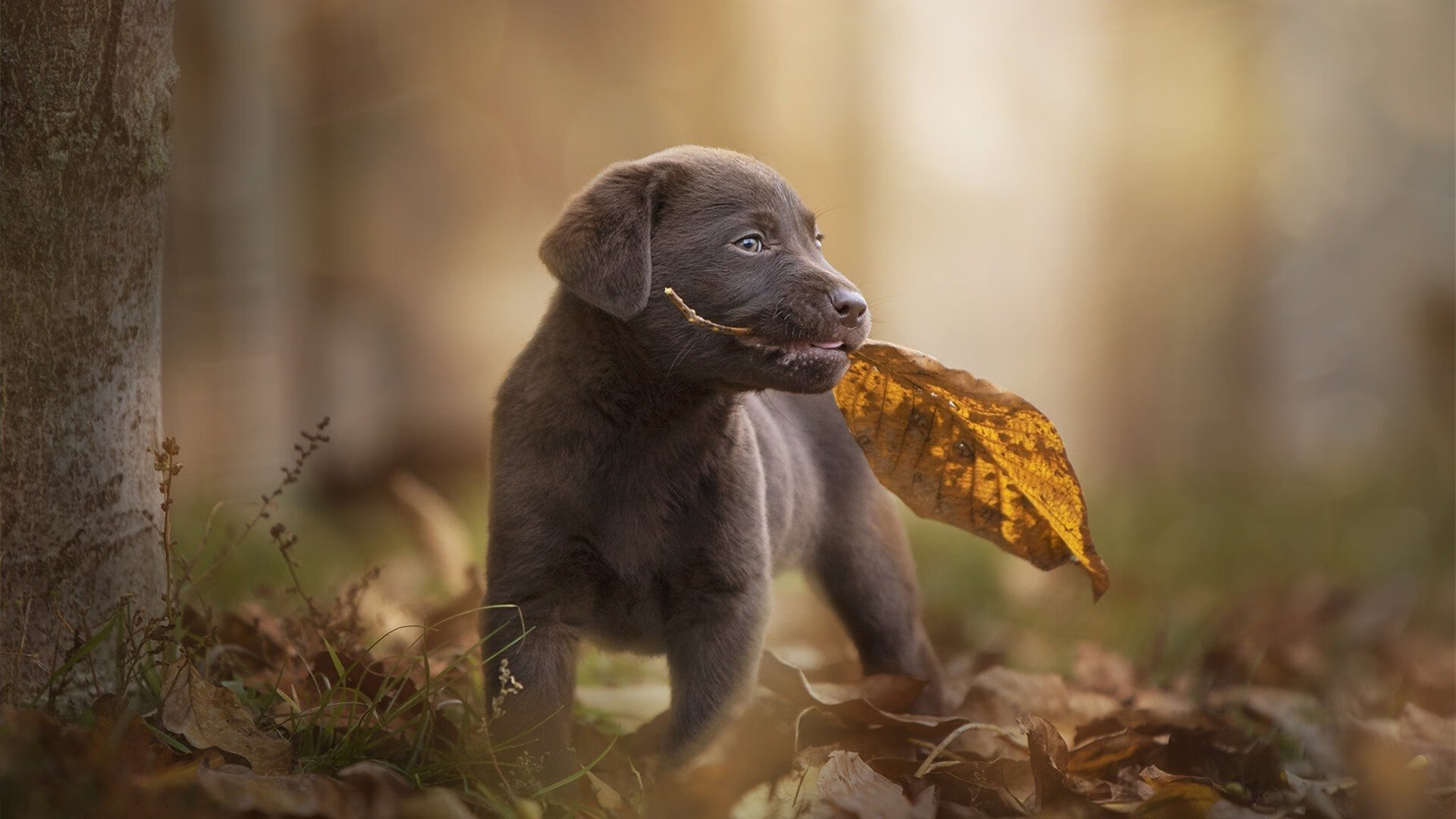 今夜之后，再无传说，哈利伯顿在金色暴雨中写下的唯一答案