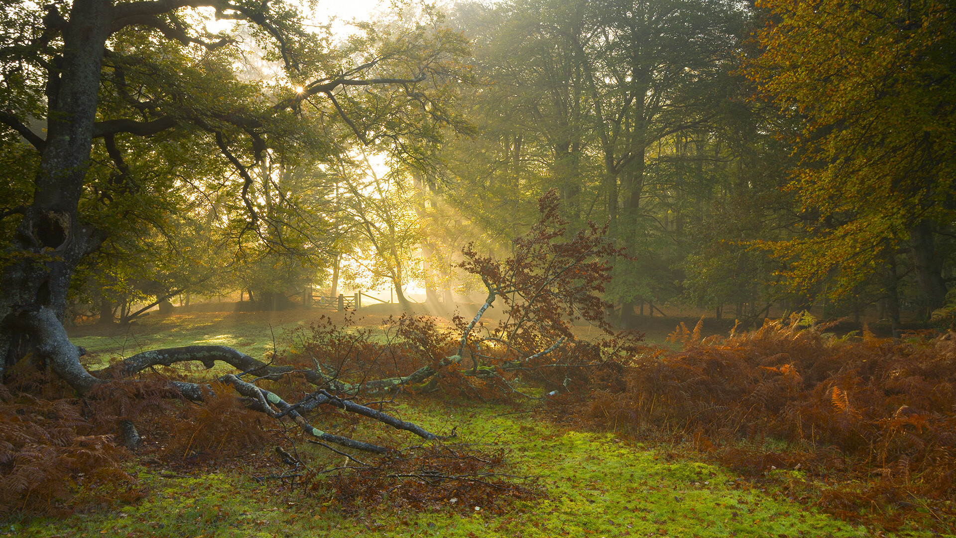 爱德华兹爆发难阻绿军，凯尔特人硬仗击退步行者