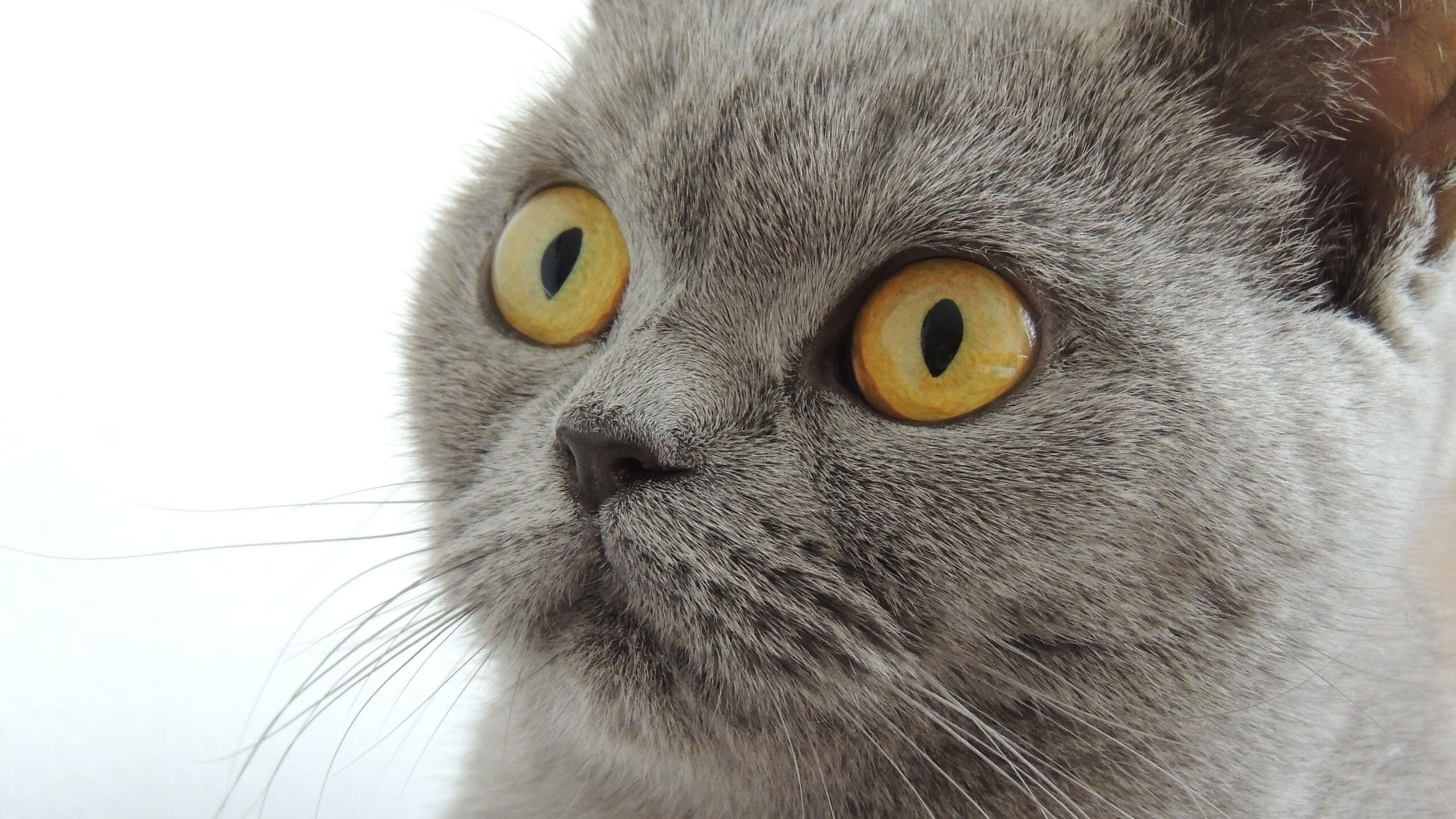 闪电与手术刀，体育唯一性的两种极致形态