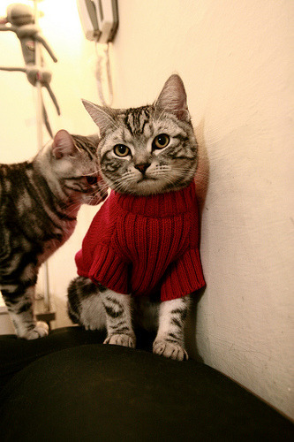 米切尔50分弑旧主!双鹰齐鸣撕碎纽约铁网,篮球麦加今夜为他熄灯