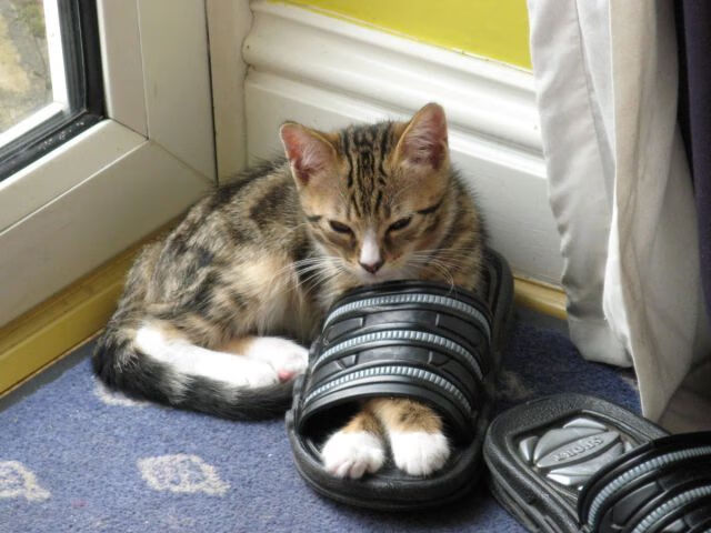 无线网络般的覆盖力—文班亚马绝杀时刻诠释独角兽唯一性