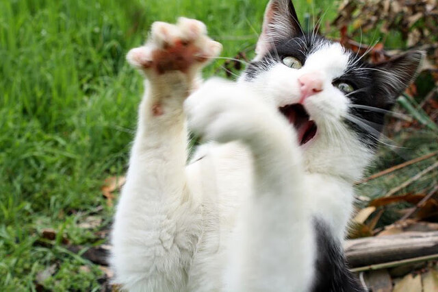 孤星焚城，当乔治的镰刀划破撕裂之城