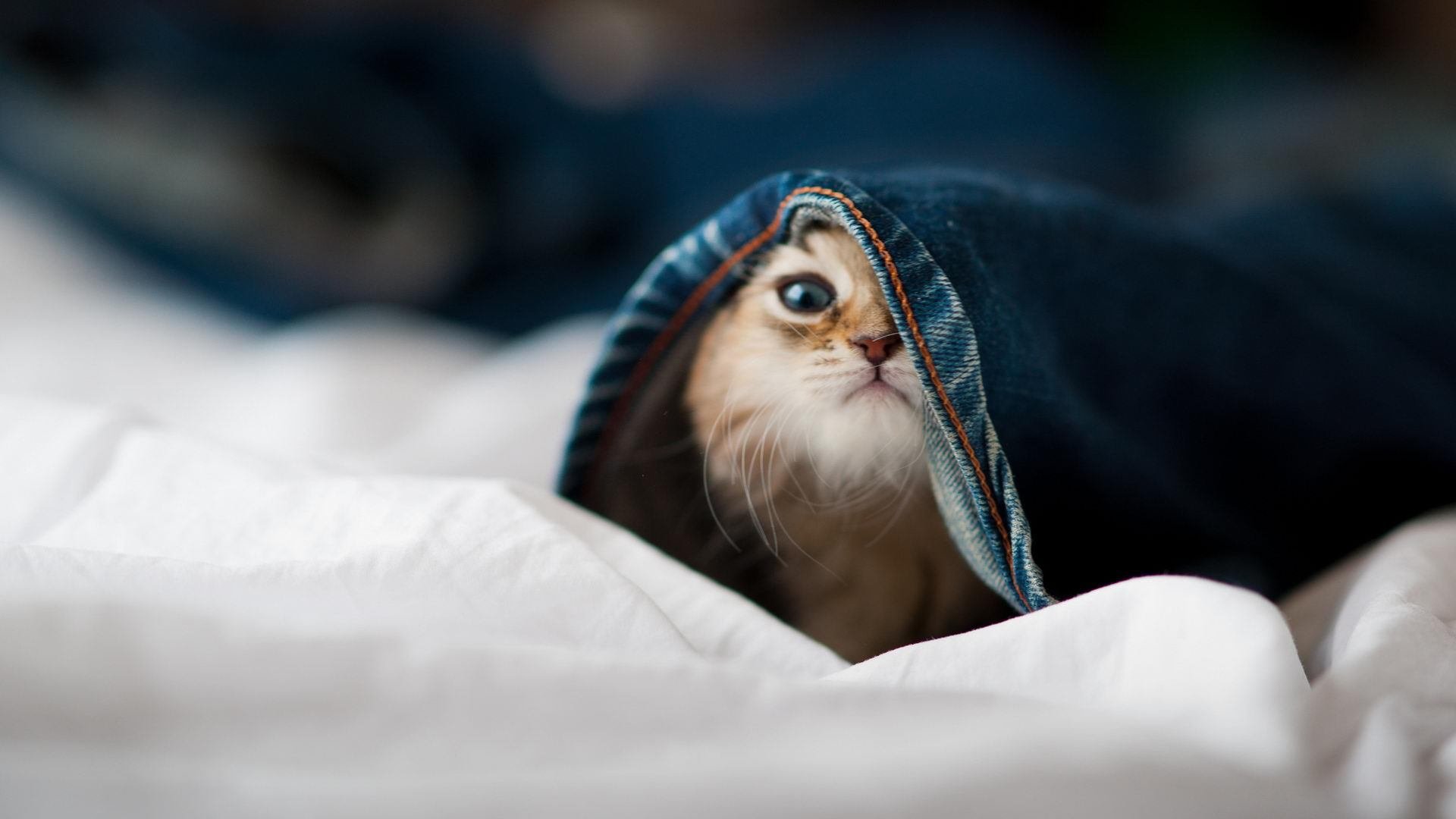 单节风暴！卡拉斯科关键爆发，墨西哥力克巴西