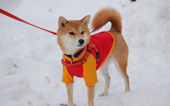 击碎亚洲魔咒，那个改写马赛命运的人，叫莱奥