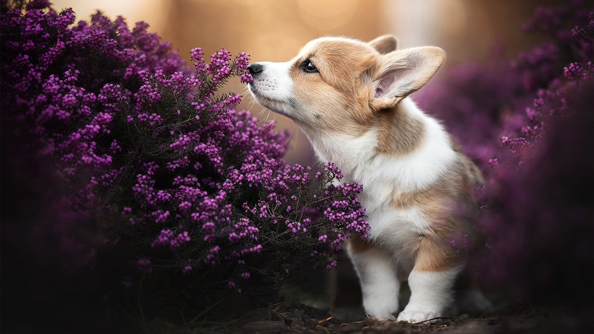 唯一交锋，基耶萨统治级数据引领尤文战胜法国，书写友谊赛传奇