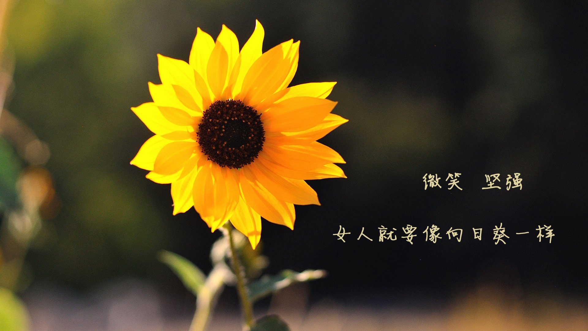 太极虎的咆哮,当维尼修斯披上红袍,高卢雄鸡在首尔之夜折翼
